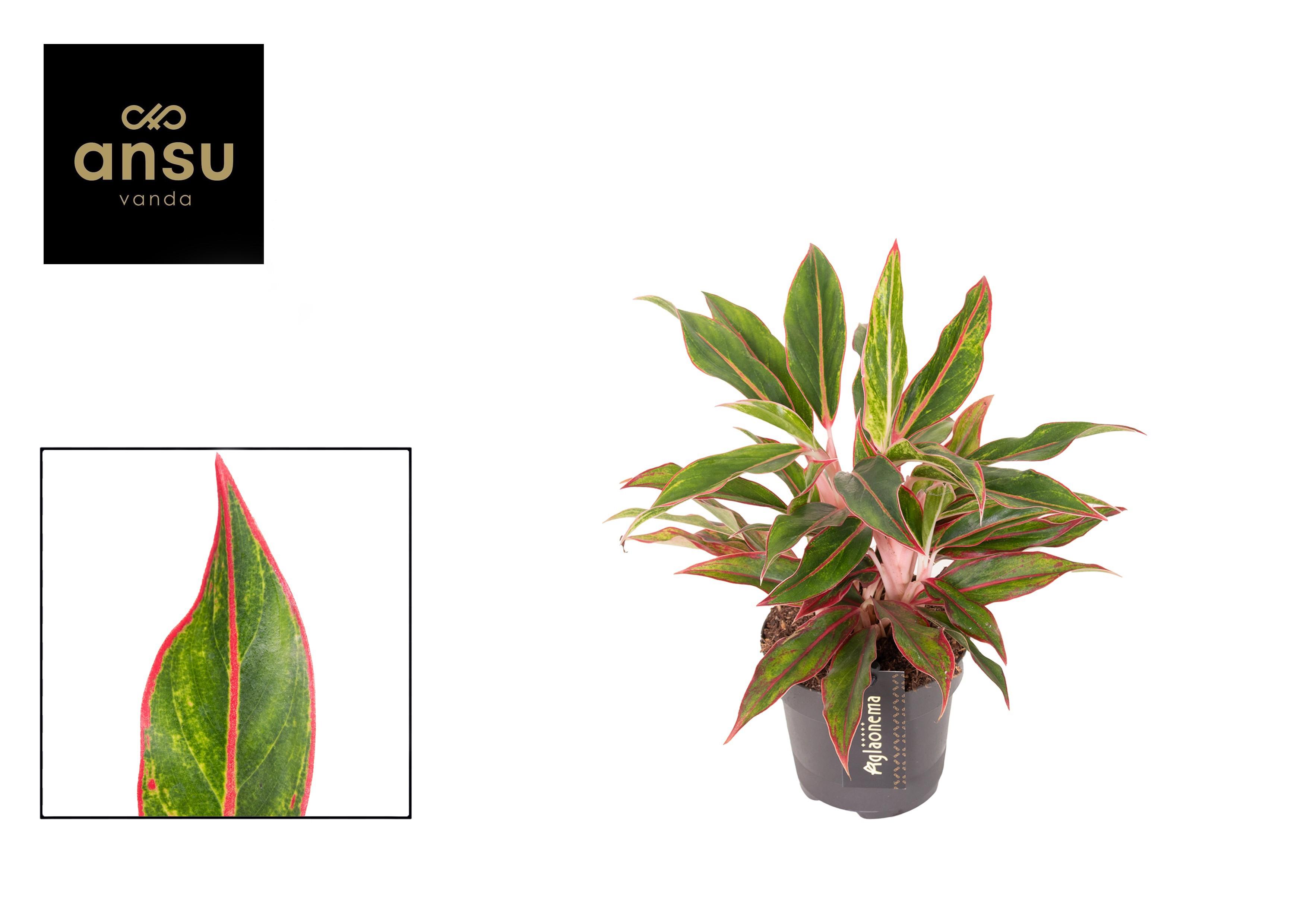 Горшечные цветы и растения оптом Aglaonema Jungle Baby от 6шт из Голландии с доставкой по России