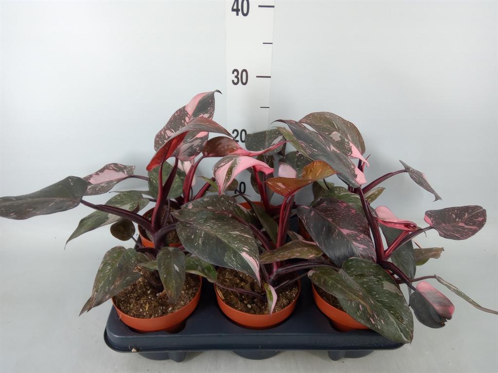 Горшечные цветы и растения оптом Philodendron   ... от 6шт' из Голландии с доставкой по России