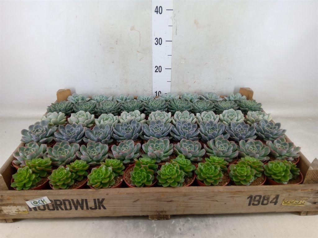 Горшечные цветы и растения оптом Echeveria   ... от 52шт (для телеги) из Голландии с доставкой по России