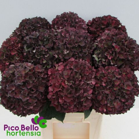 Срезанные цветы оптом Hydrangea mag ruby red classic purple от 10шт из Голландии с доставкой по России