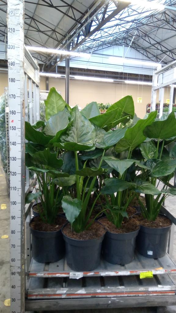 Горшечные цветы и растения оптом Alocasia Cucullata от 1шт (для телеги) из Голландии с доставкой по России