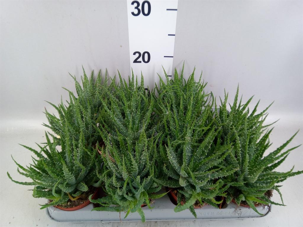 Горшечные цветы и растения оптом Aloe Humilis A от 12шт (для телеги) из Голландии с доставкой по России