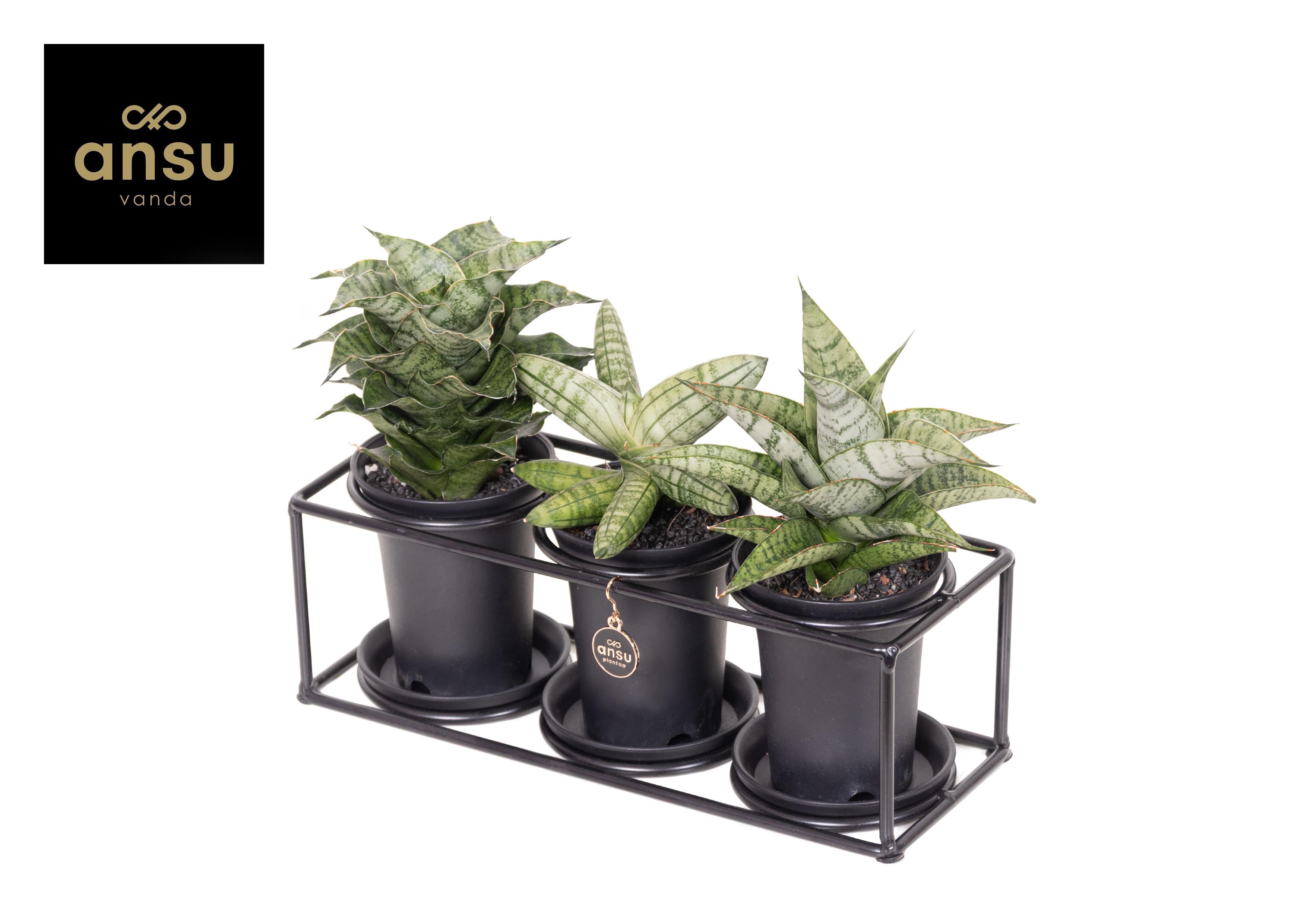 Горшечные цветы и растения оптом Sansevieria Trio In Design Frame от 3шт из Голландии с доставкой по России