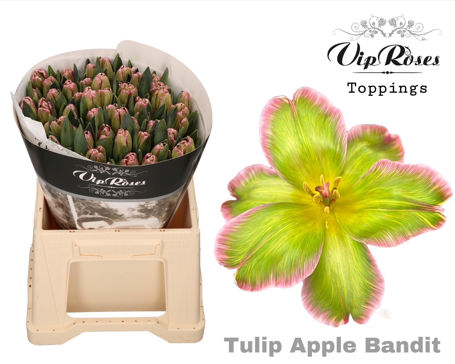 Срезанные цветы оптом Tulipa si paint apple bandit от 50шт из Голландии с доставкой по России