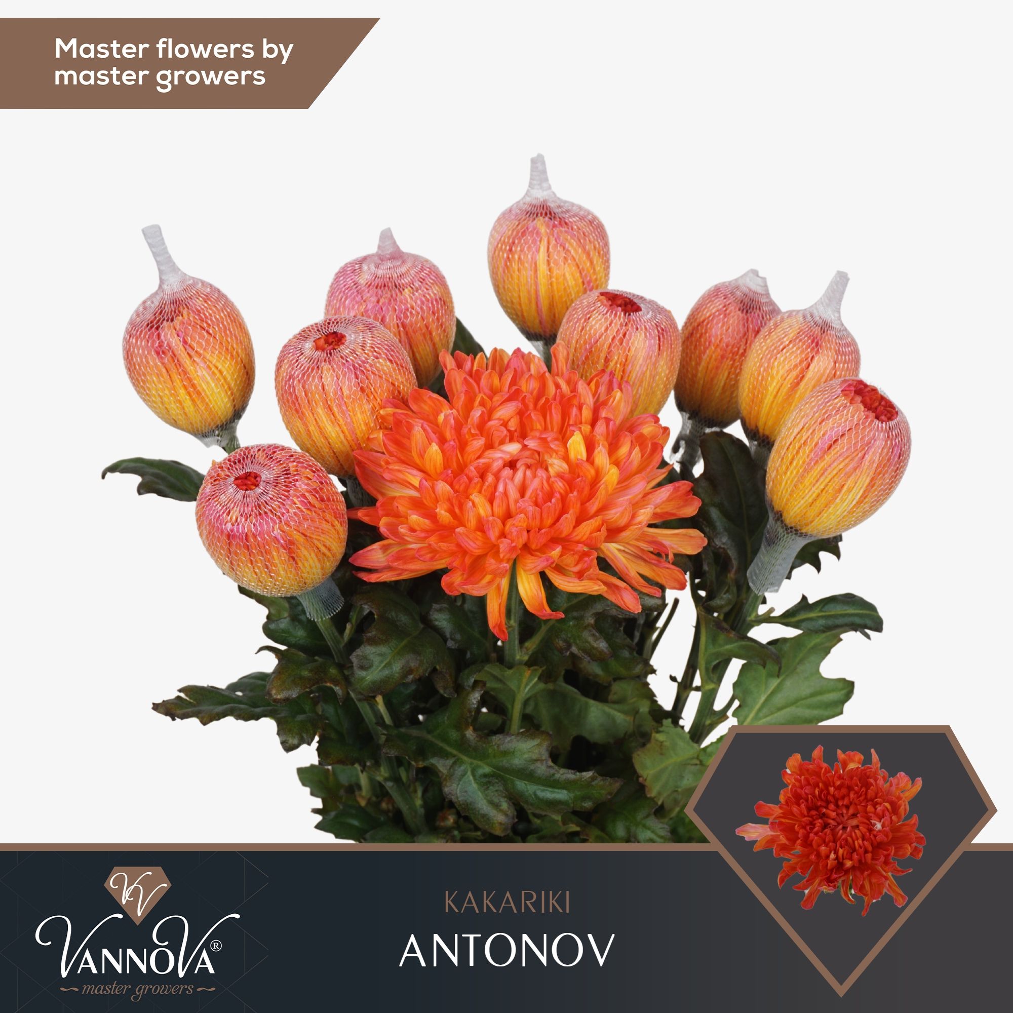 Срезанные цветы оптом Chrys bl paint antonov kakariki от 120шт из Голландии с доставкой по России