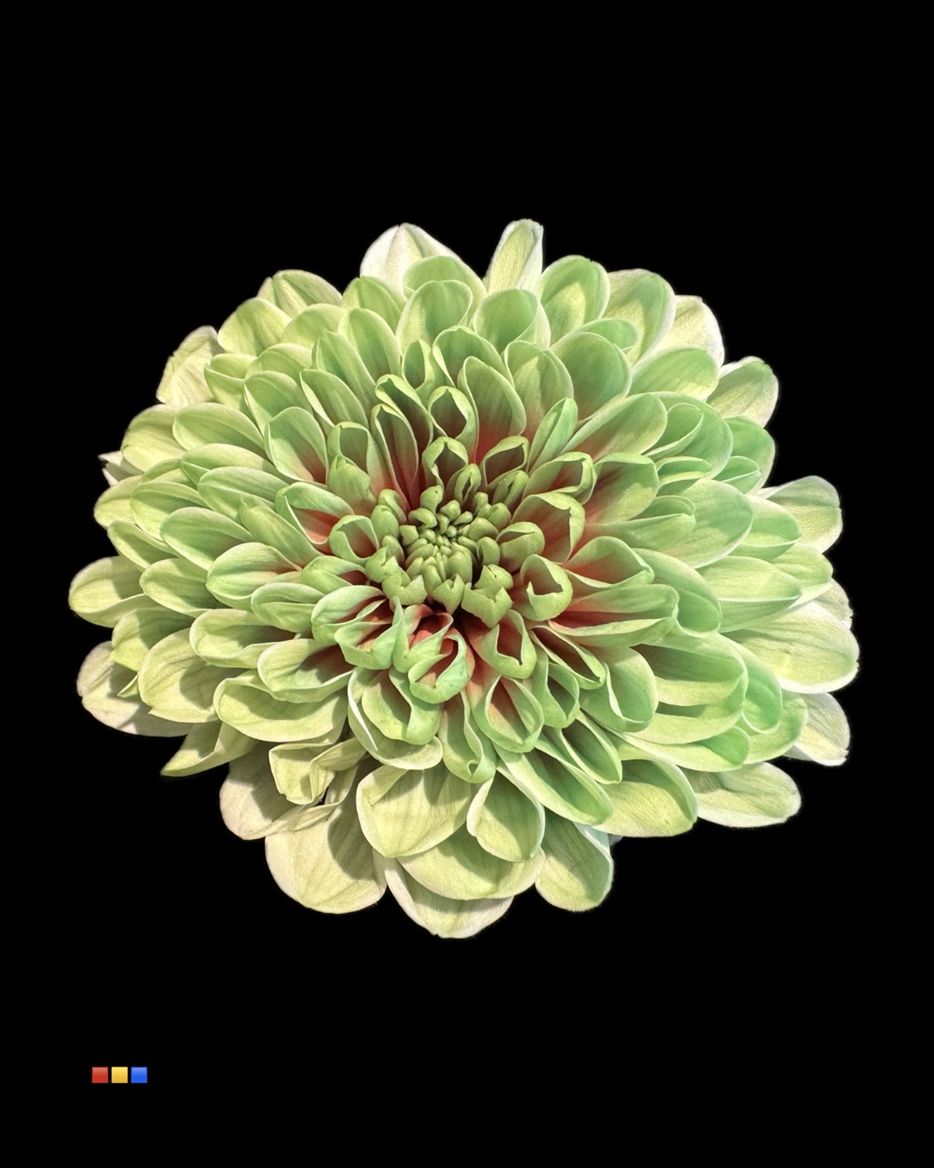 Срезанные цветы оптом Chrys sp paint altaj bubblicious от 40шт из Голландии с доставкой по России