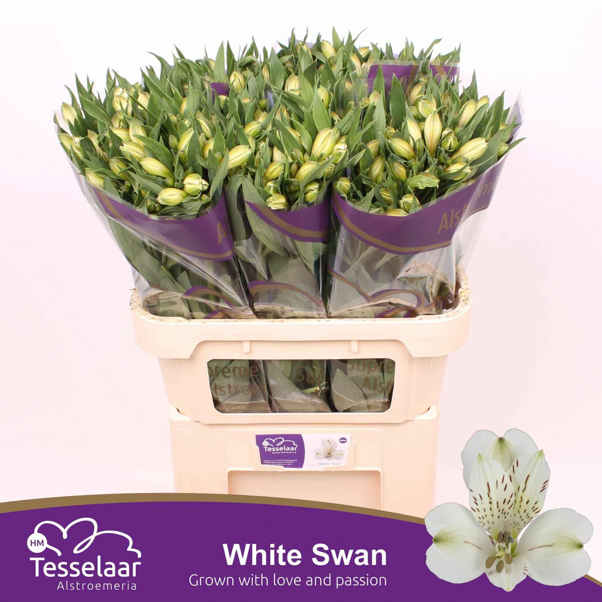 Срезанные цветы оптом Alstroemeria white swan от 60шт из Голландии с доставкой по России