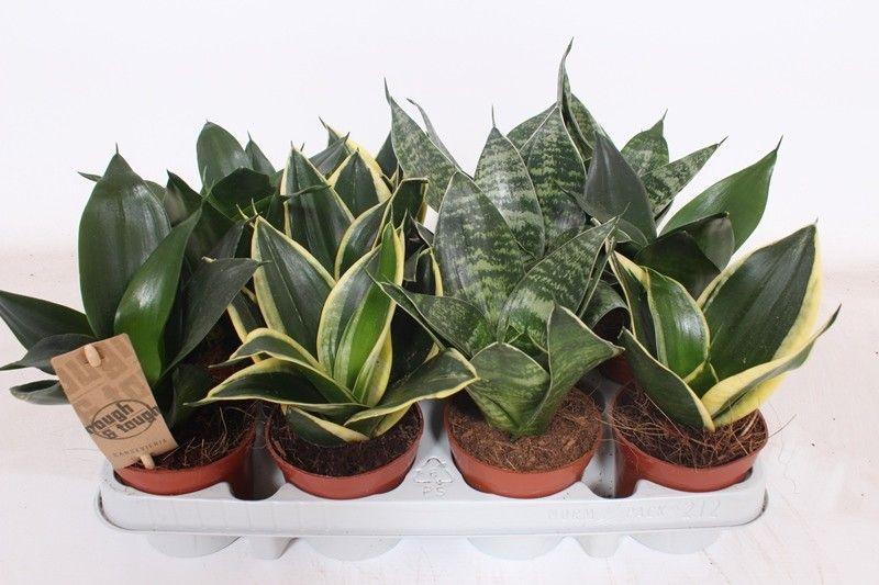Горшечные цветы и растения оптом Sansevieria Hahnii Mix от 12шт (для телеги) из Голландии с доставкой по России