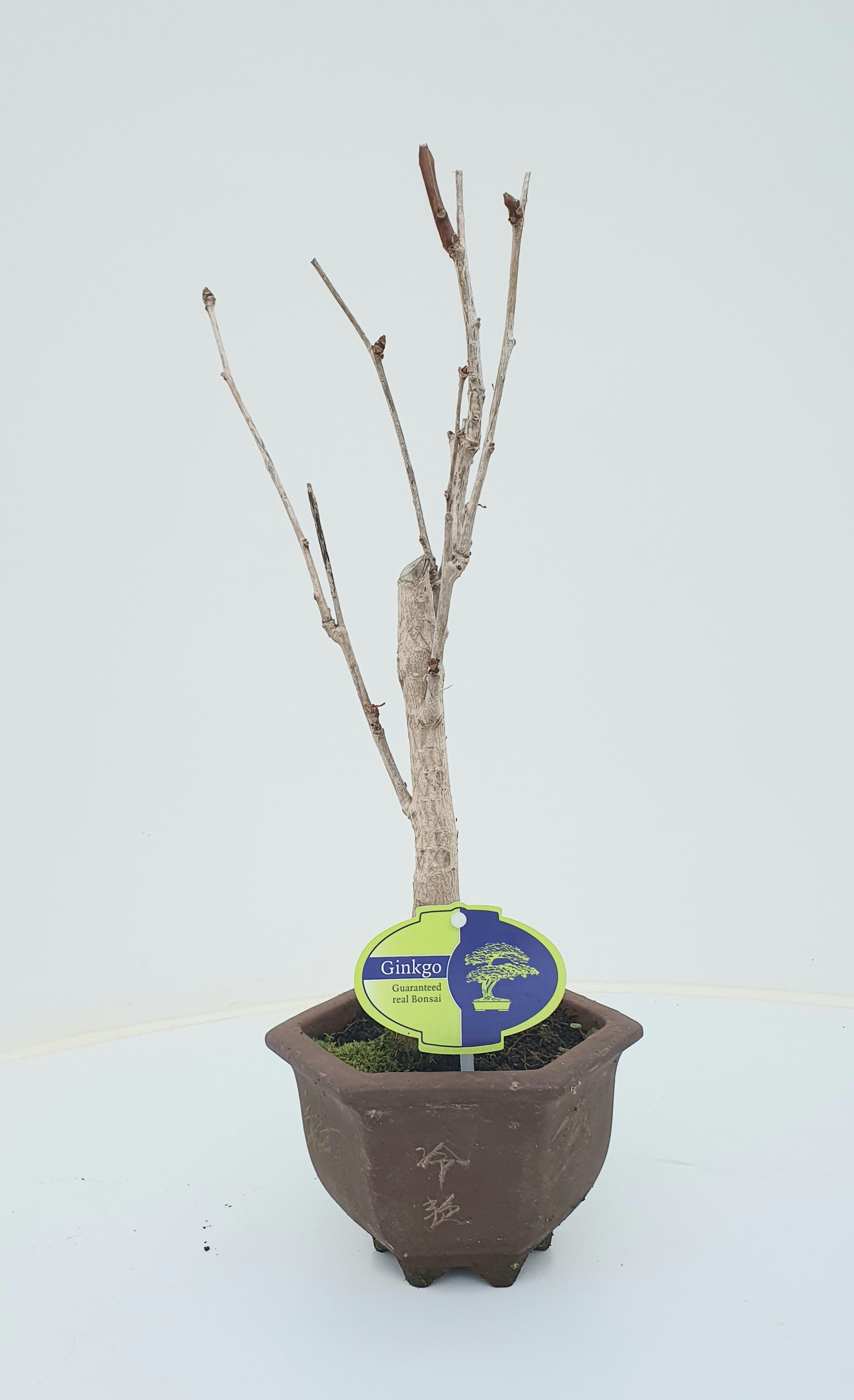 Горшечные цветы и растения оптом Bonsai Ginkgo Biloba Broom In Hexagon Pot от 8шт из Голландии с доставкой по России
