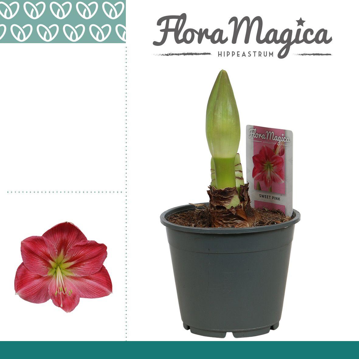 Горшечные цветы и растения оптом Amaryllis Sweet Pink 1 Knop от 7шт из Голландии с доставкой по России