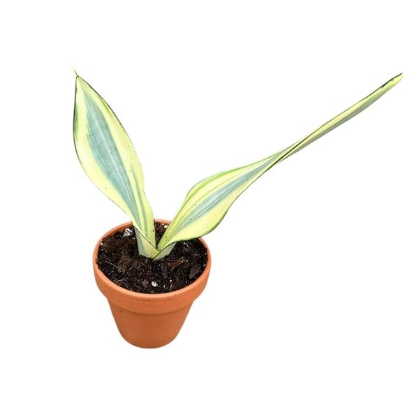 Горшечные цветы и растения оптом Sansevieria Moonshine Splash от 1шт (для телеги) из Голландии с доставкой по России