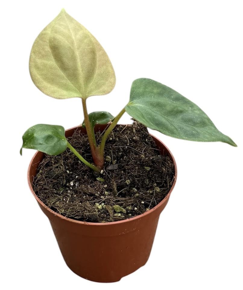 Горшечные цветы и растения оптом Anthurium Portillae от 1шт (для телеги) из Голландии с доставкой по России