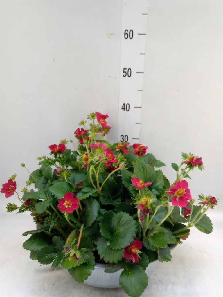 Горшечные цветы и растения оптом Fragaria   ... от 1шт из Голландии с доставкой по России