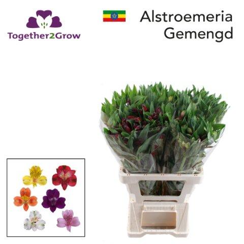 Срезанные цветы оптом Alstroemeria mix in bucket от 50шт из Голландии с доставкой по России