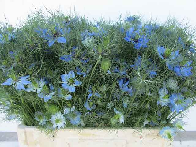 Срезанные цветы оптом Nigella blue per bunch от 12шт из Голландии с доставкой по России