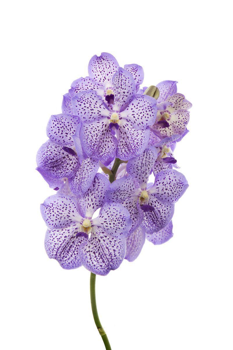 Срезанные цветы оптом Vanda mauve spot от 16шт из Голландии с доставкой по России