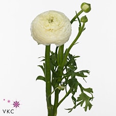 Срезанные цветы оптом Ranunculus aazur white от 50шт из Голландии с доставкой по России