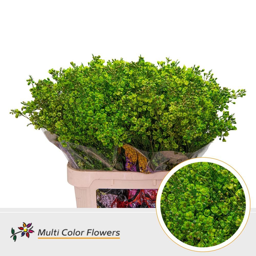 Срезанные цветы оптом Chamelaucium paint green dark от 75шт из Голландии с доставкой по России