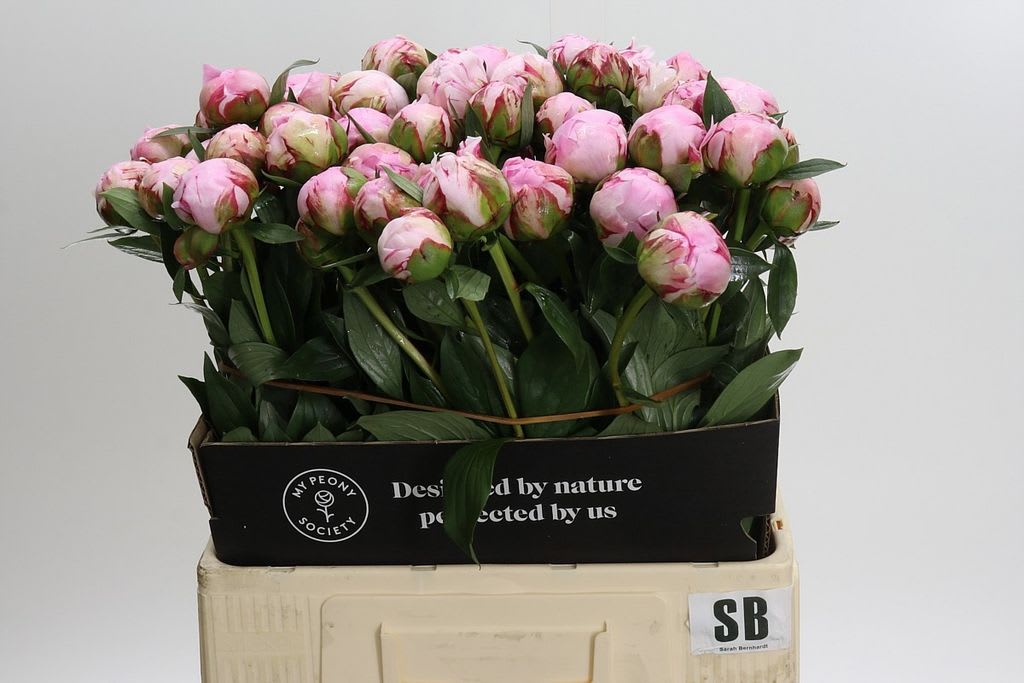 Срезанные цветы оптом Paeonia sarah bernhardt от 60шт. из Голландии с доставкой по России