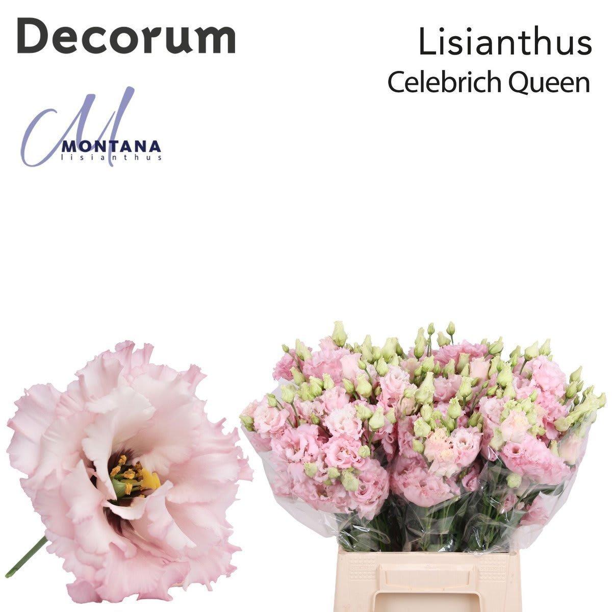Срезанные цветы оптом Lisianthus do celeb queen от 50шт из Голландии с доставкой по России