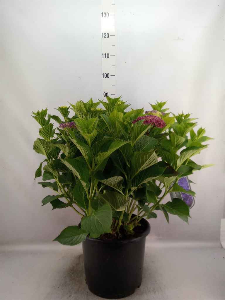Горшечные цветы и растения оптом Hydrangea Mac.   ... от 1шт из Голландии с доставкой по России