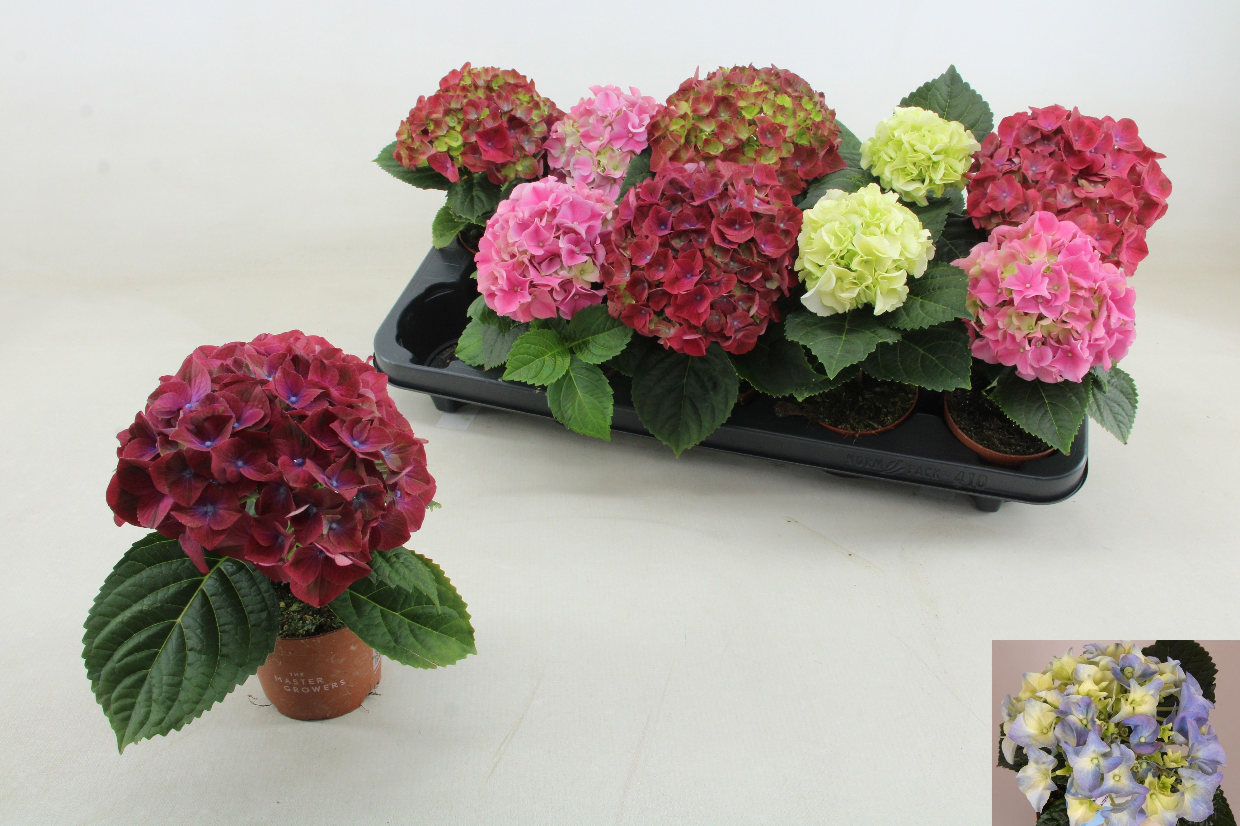 Горшечные цветы и растения оптом Hydr M Gem от 10шт (для телеги) из Голландии с доставкой по России