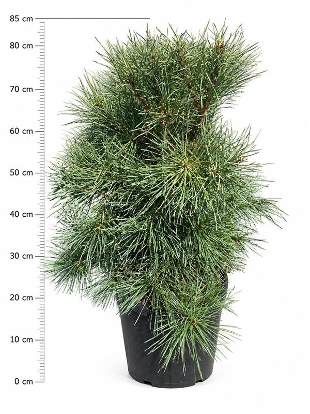 Горшечные цветы и растения оптом Pinus Sylv Aurea от 1шт из Голландии с доставкой по России