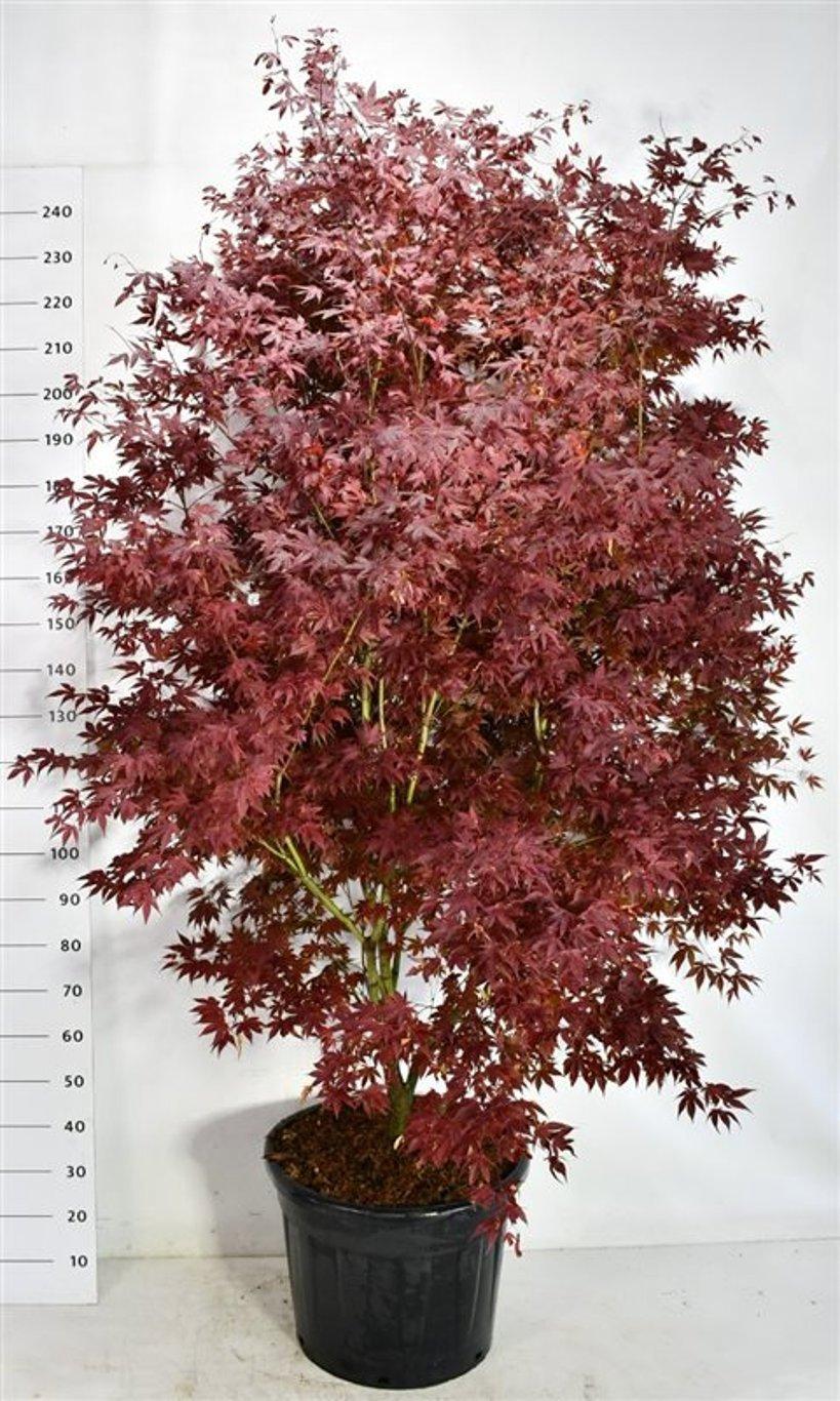 Горшечные цветы и растения оптом Acer Pal. atropurpureum от 1шт из Голландии с доставкой по России
