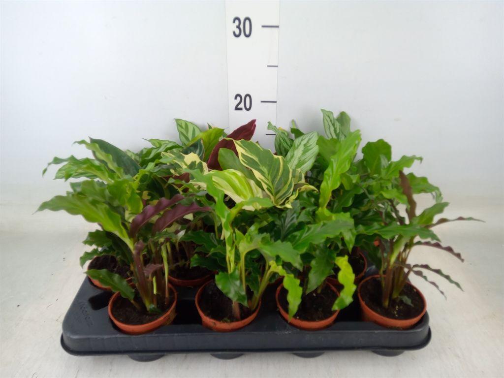 Горшечные цветы и растения оптом Calathea   ...mix от 16шт (для телеги) из Голландии с доставкой по России