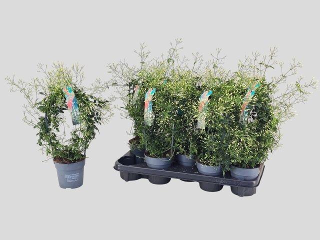 Горшечные цветы и растения оптом Jasm Polyanthum Wit от 9шт из Голландии с доставкой по России