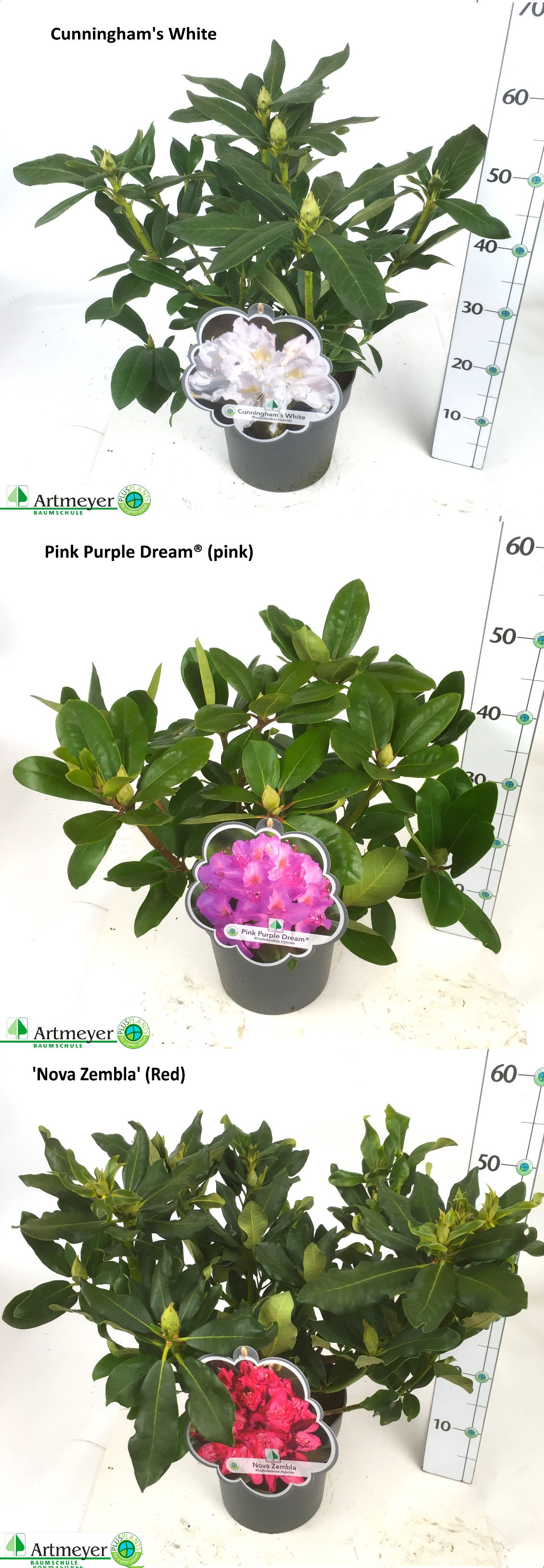 Горшечные цветы и растения оптом Rhod Cat Ov от 1шт из Голландии с доставкой по России