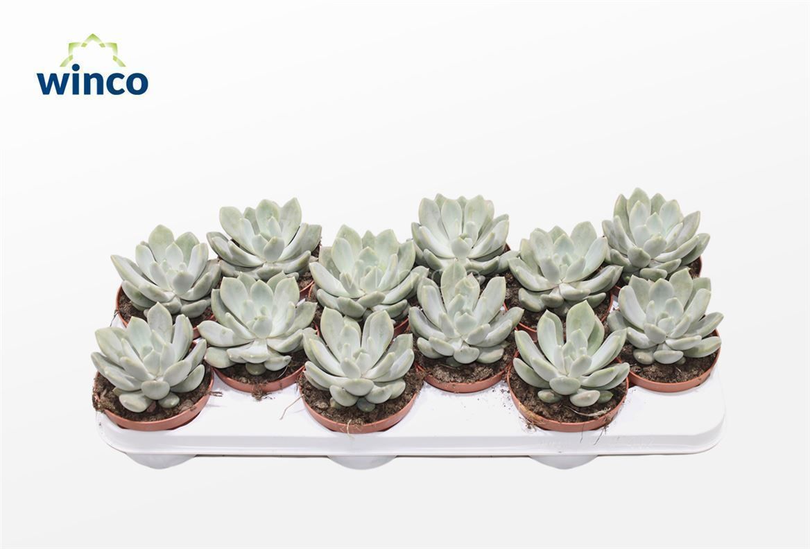 Горшечные цветы и растения оптом Pachyveria Grey Crown от 10шт из Голландии с доставкой по России