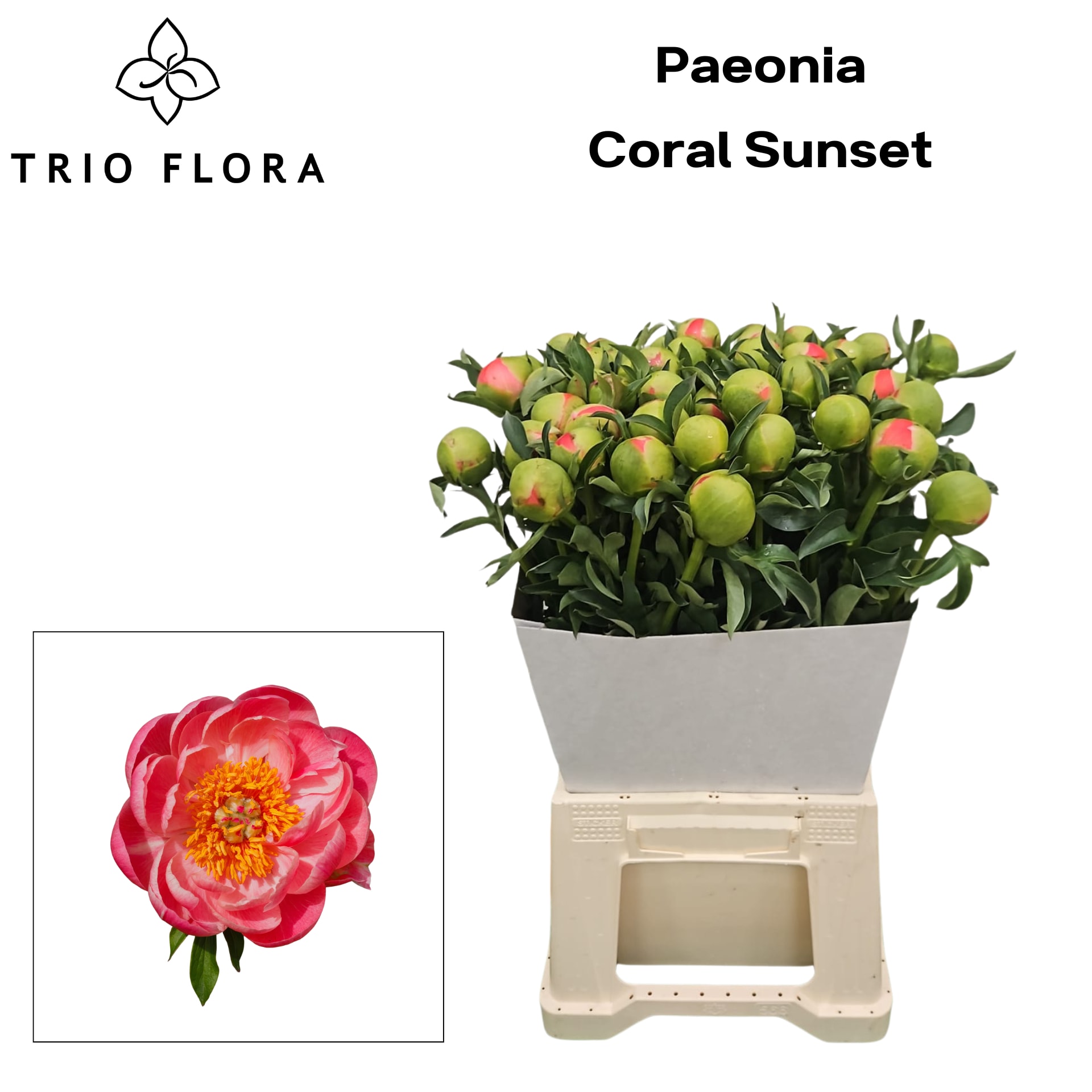 Срезанные цветы оптом Paeonia coral sunset от 40шт.. из Голландии с доставкой по России