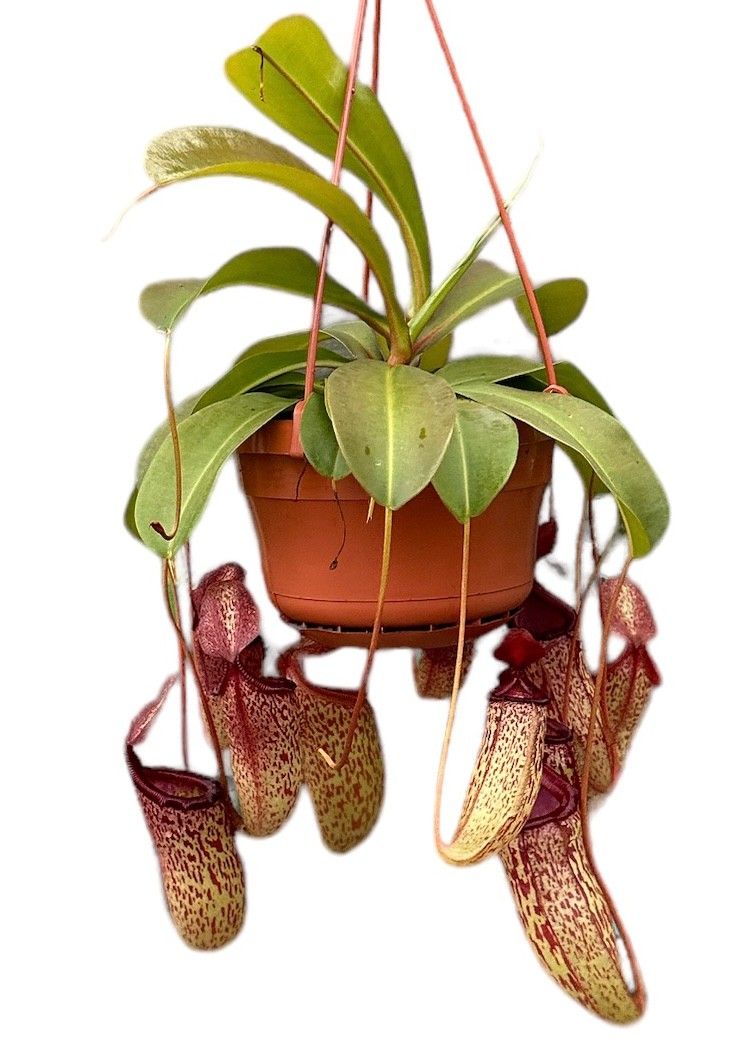 Горшечные цветы и растения оптом Nepenthes Monkey Jars Sam от 4шт из Голландии с доставкой по России