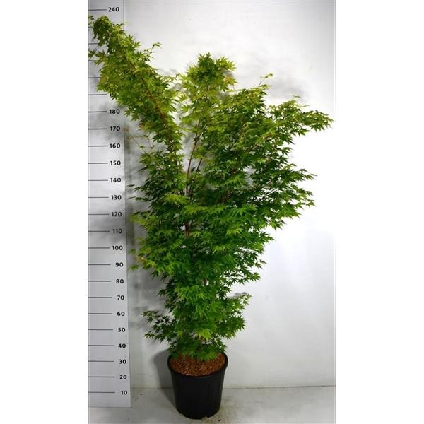 Горшечные цветы и растения оптом Acer Palm Sangokaku от 1шт из Голландии с доставкой по России