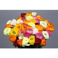 Срезанные цветы оптом Ranunculus aazur mix in the bucket от 50шт из Голландии с доставкой по России