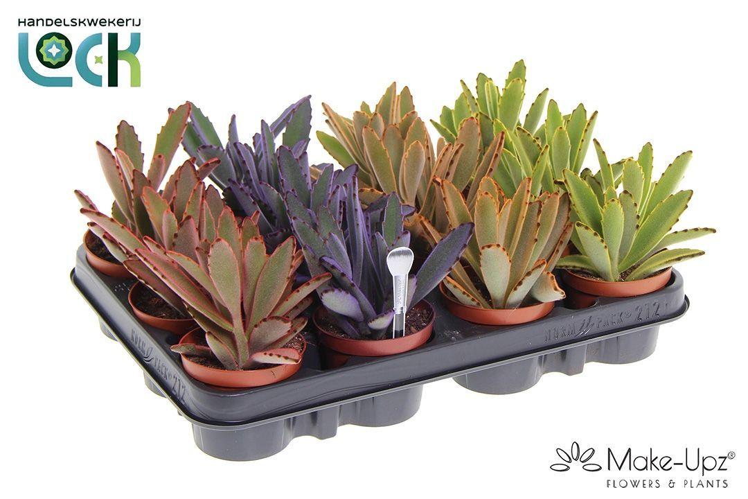 Горшечные цветы и растения оптом Kalanchoe Tomentosa от 12шт (для телеги) из Голландии с доставкой по России