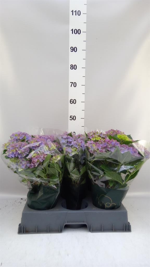 Горшечные цветы и растения оптом Hydrangea Mac. hi Ocean от 5шт из Голландии с доставкой по России Горшечные цветы и растения оптом Hydrangea Mac. hi Ocean от 5шт из Голландии с доставкой по России