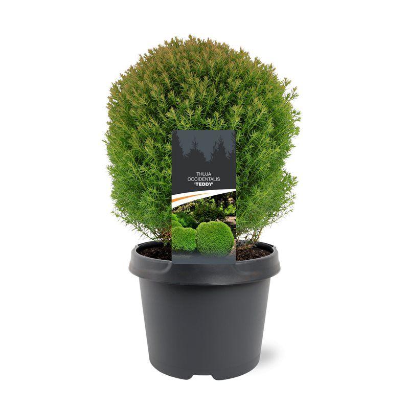 Горшечные цветы и растения оптом Thuja Occ Teddy от 1шт из Голландии с доставкой по России