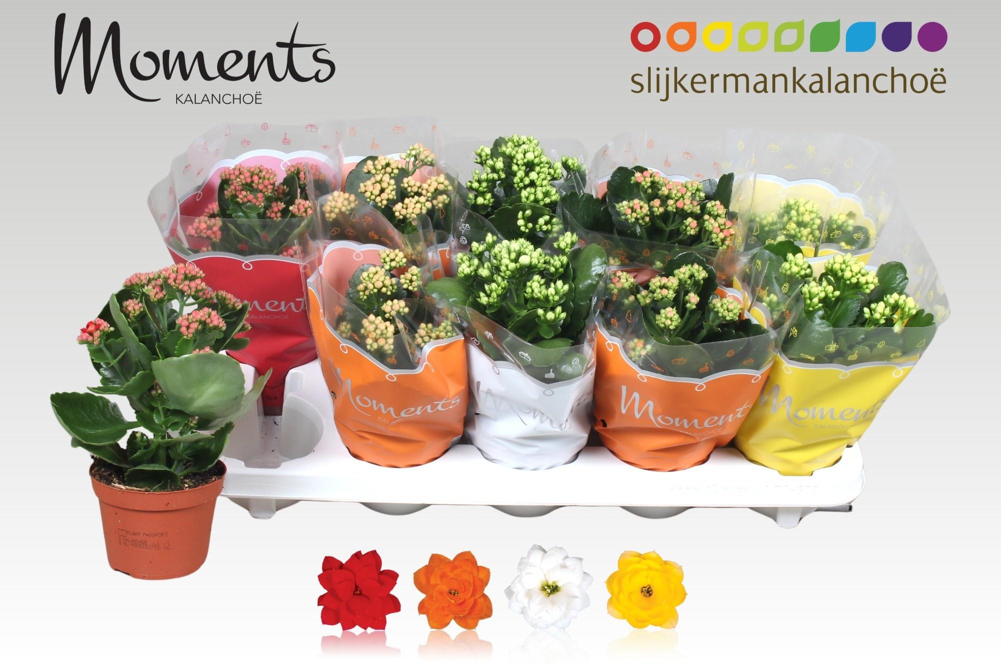 Горшечные цветы и растения оптом Kal Ge Gem 4 Kl от 10шт' из Голландии с доставкой по России