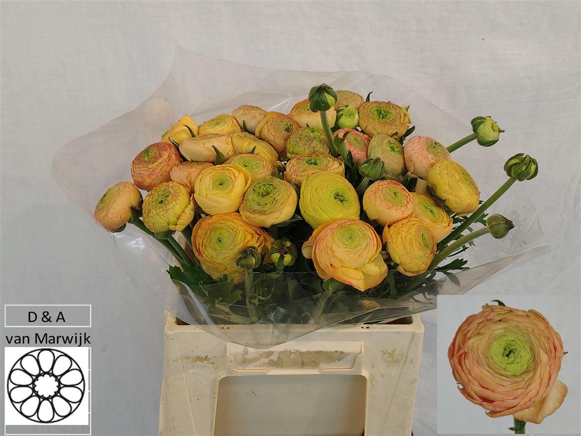 Срезанные цветы оптом Ranunculus aazur champagne от 60шт из Голландии с доставкой по России