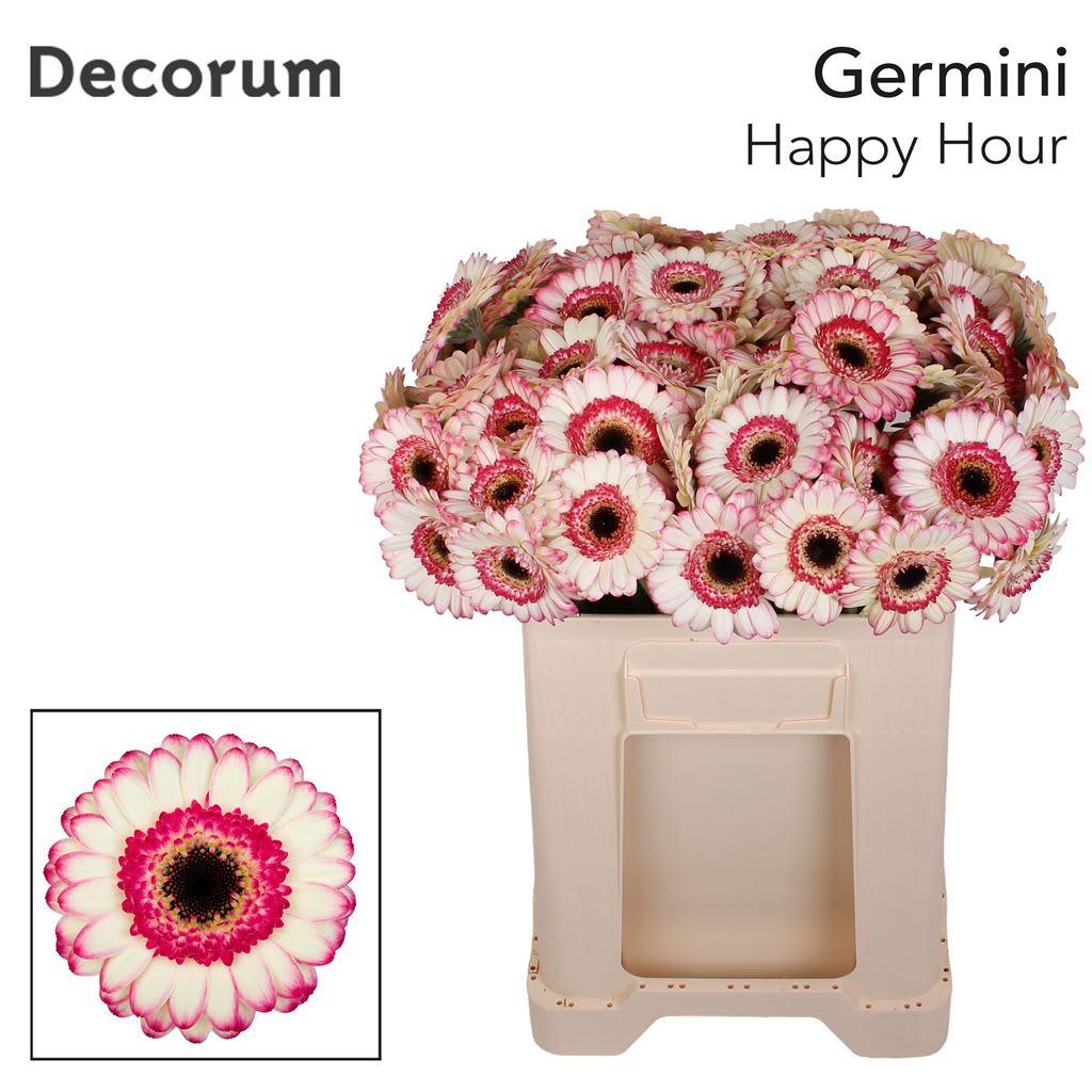 Срезанные цветы оптом Germini happy hour от 80шт из Голландии с доставкой по России