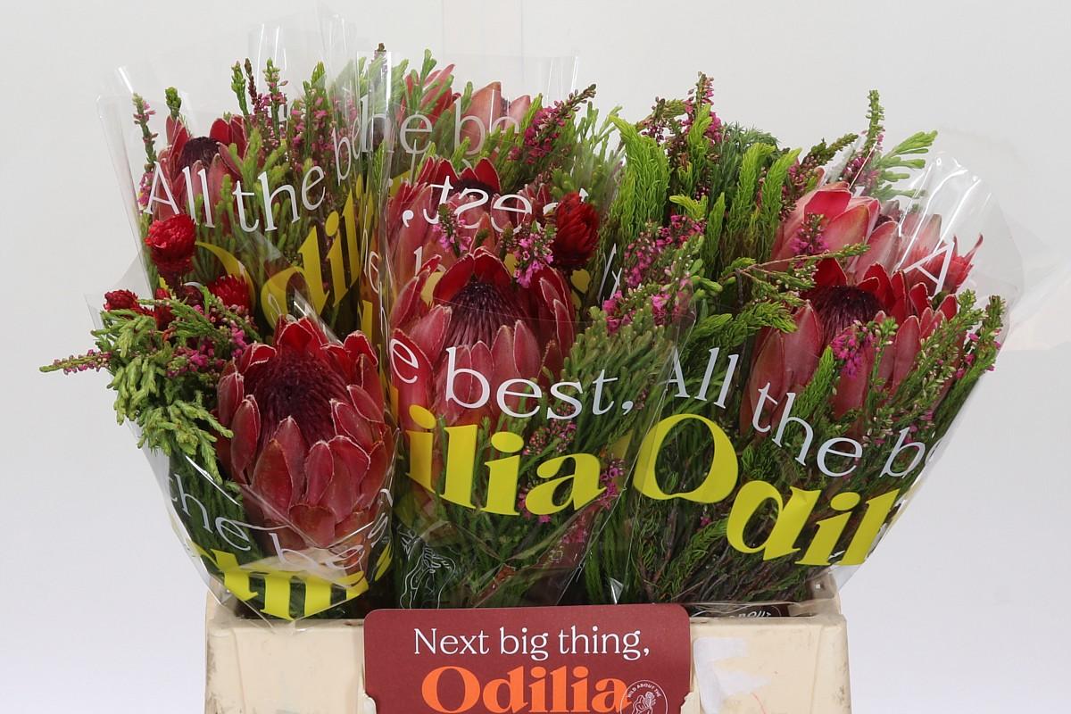 Срезанные цветы оптом Protea bq sfb silvia от 10шт из Голландии с доставкой по России