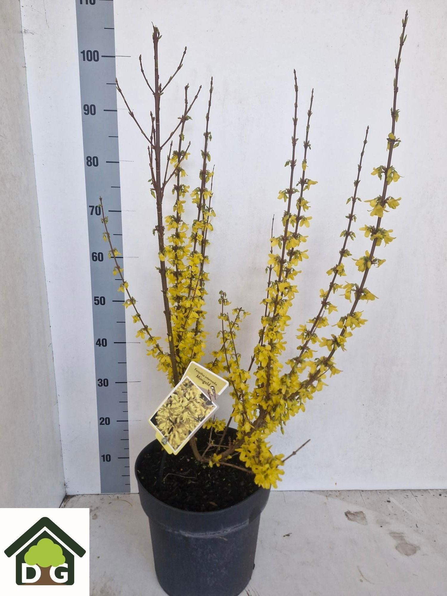 Горшечные цветы и растения оптом Forsyth Intermedia от 1шт из Голландии с доставкой по России