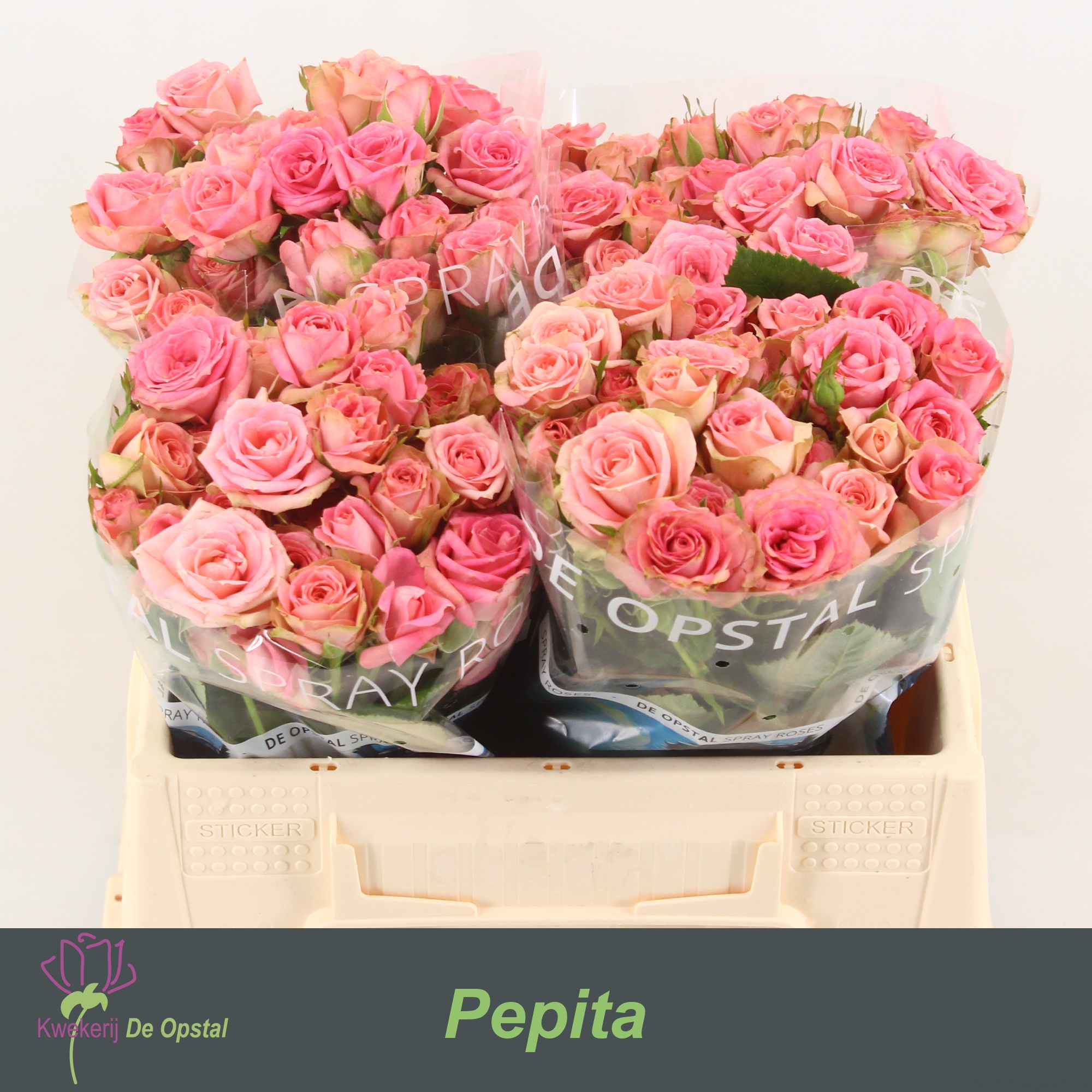 Срезанные цветы оптом Rosa spray pepita от 40шт из Голландии с доставкой по России