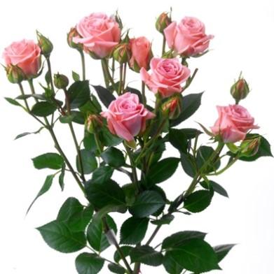Срезанные цветы оптом Rosa spray (our choice) pink от 60шт из Голландии с доставкой по России