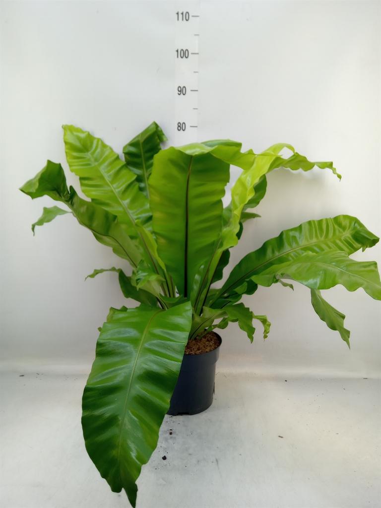 Горшечные цветы и растения оптом Asplenium Nidus от 1шт из Голландии с доставкой по России