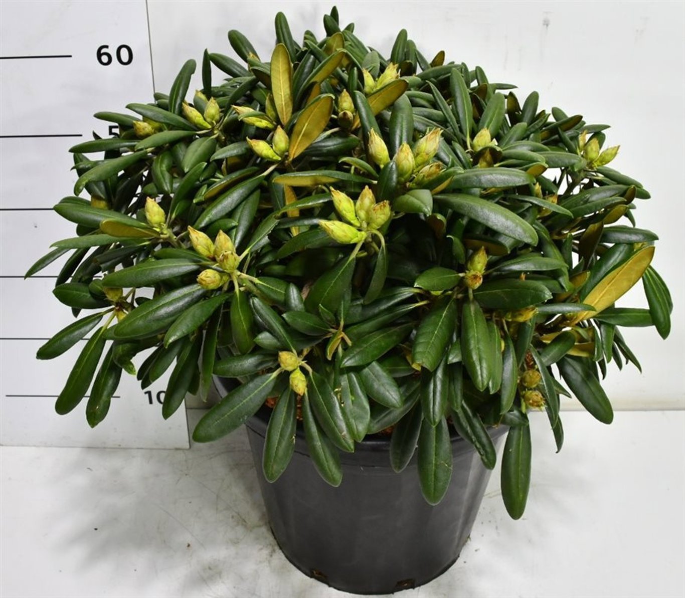 Горшечные цветы и растения оптом Rhododendron (y) Kalinka от 1шт из Голландии с доставкой по России