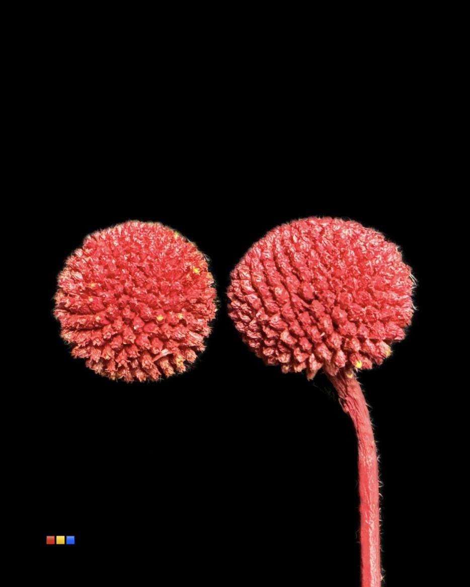 Срезанные цветы оптом Craspedia paint bordeaux от 100шт из Голландии с доставкой по России