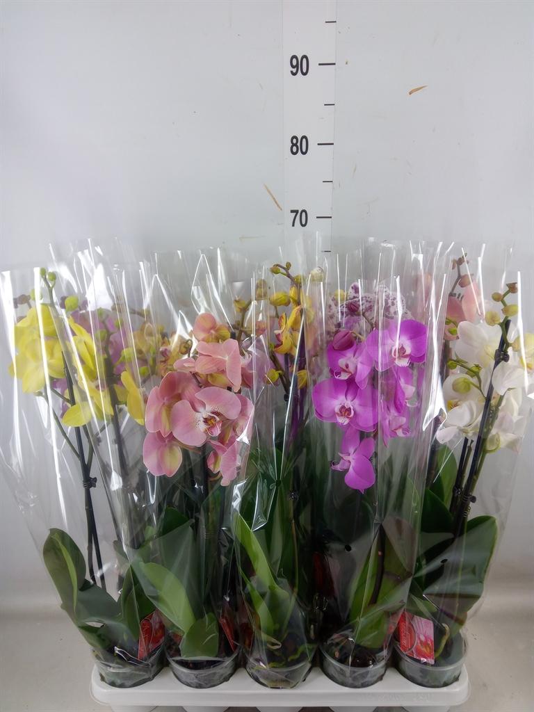 Горшечные цветы и растения оптом Phalaenopsis   ...mix от 10шт из Голландии с доставкой по России